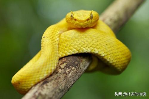 世界十大最危险的动物(地球上可怕而危险的爬行动物)插图2