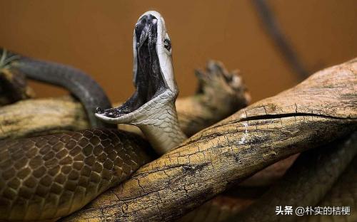 世界十大最危险的动物(地球上可怕而危险的爬行动物)插图15