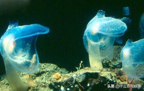 世界上最吓人的十大鱼(世界十大恐怖怪鱼盘点)插图1