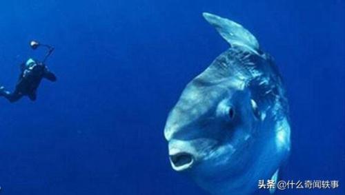 世界上最吓人的十大鱼(世界十大恐怖怪鱼盘点)插图6