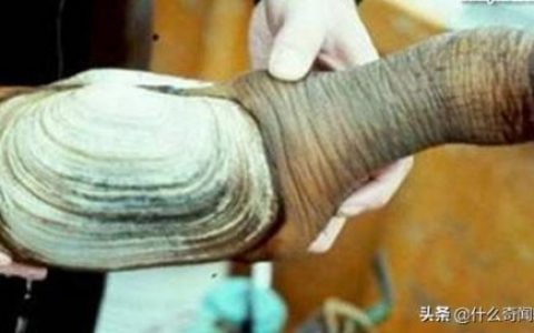 世界上最吓人的十大鱼(世界十大恐怖怪鱼盘点)