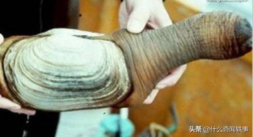 世界上最吓人的十大鱼(世界十大恐怖怪鱼盘点)插图9