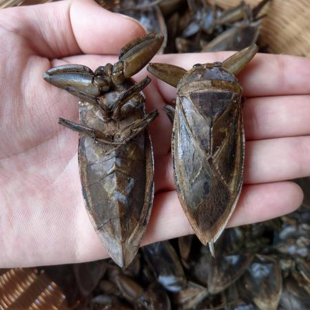 昆虫界的十大顶级霸主(世界十大最强虫子)插图8