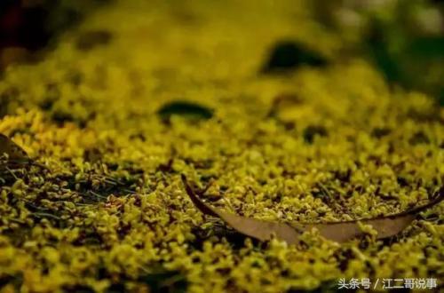 新西湖十景是哪十处(新西湖十景是哪些地方)插图1