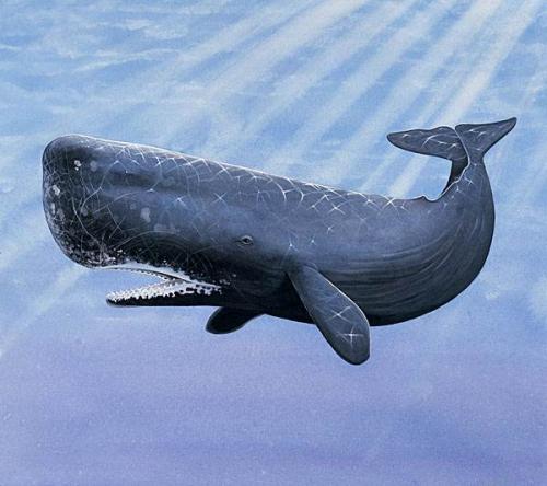 现代海洋十大霸主排名(海洋霸主前10排名)插图1
