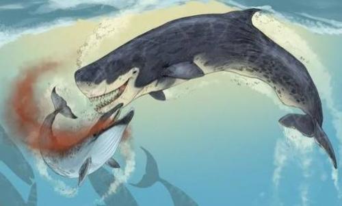 现代海洋十大霸主排名(海洋霸主前10排名)插图9