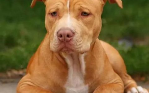世界十大名犬排名(世界上凶猛的十大名犬)