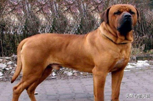 世界优秀猎犬十大排名(世界十大著名猎犬品种)插图2