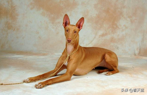 世界优秀猎犬十大排名(世界十大著名猎犬品种)插图3