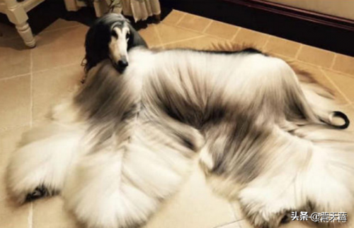 世界优秀猎犬十大排名(世界十大著名猎犬品种)插图4