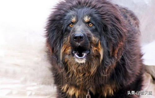世界优秀猎犬十大排名(世界十大著名猎犬品种)插图5
