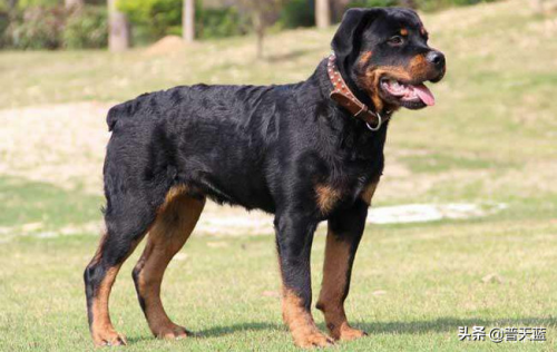 世界优秀猎犬十大排名(世界十大著名猎犬品种)插图6
