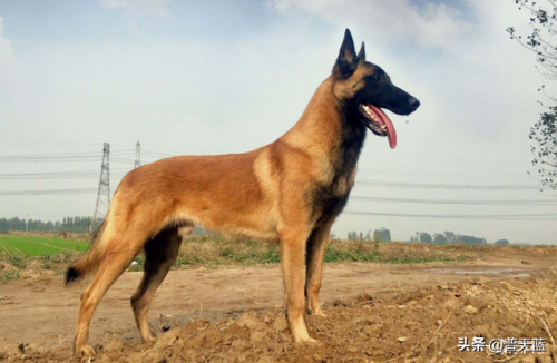 世界优秀猎犬十大排名(世界十大著名猎犬品种)插图7