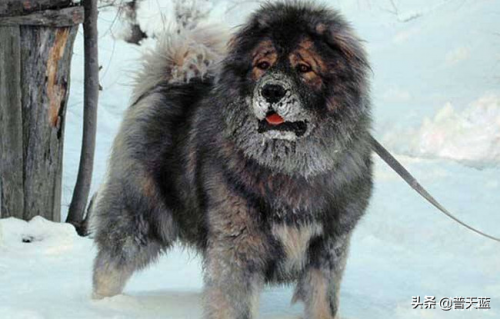 世界优秀猎犬十大排名(世界十大著名猎犬品种)插图8