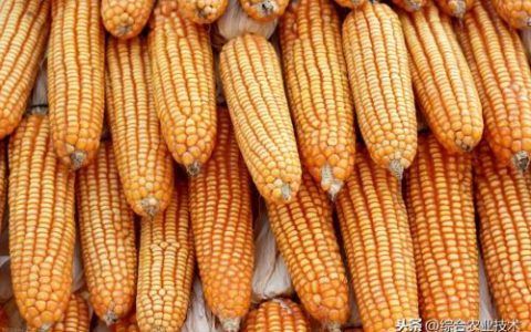玉米种子排名前十名(前十名玉米品种有哪些)