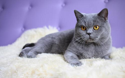 世界十大名猫排行榜(全球十大最受欢迎的大众猫)插图1