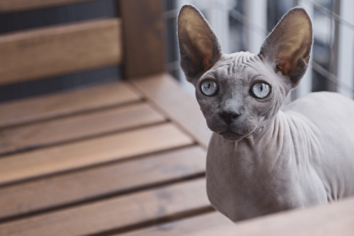 世界十大名猫排行榜(全球十大最受欢迎的大众猫)插图3