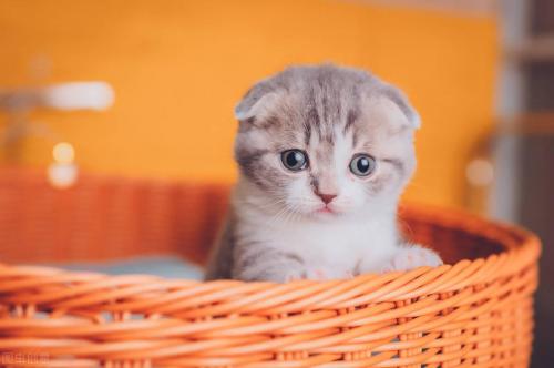 世界十大名猫排行榜(全球十大最受欢迎的大众猫)插图2