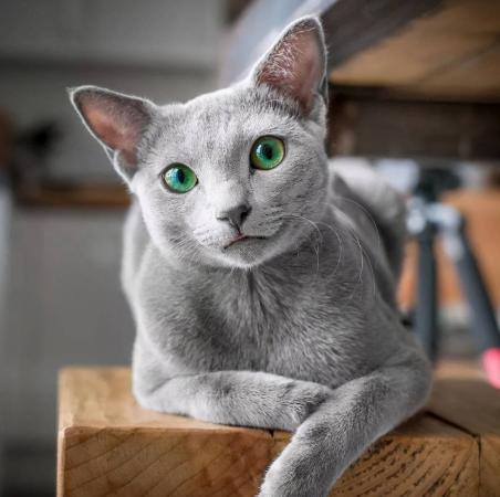 世界十大名猫排行榜(全球十大最受欢迎的大众猫)插图4