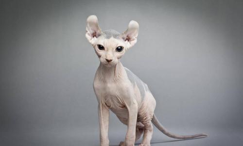 世界十大名猫排行榜(全球十大最受欢迎的大众猫)插图5