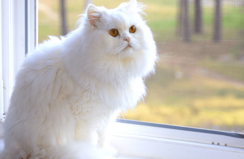 世界十大名猫排行榜(全球十大最受欢迎的大众猫)插图6