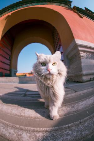 世界十大名猫排行榜(全球十大最受欢迎的大众猫)插图7