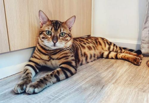 世界十大名猫排行榜(全球十大最受欢迎的大众猫)插图8