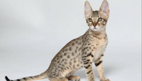 世界十大名猫排行榜(全球十大最受欢迎的大众猫)插图9