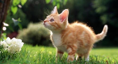 世界十大名猫排行榜(全球十大最受欢迎的大众猫)插图10