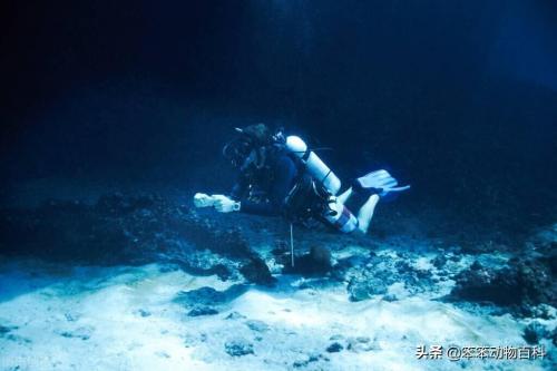 水中最强恐龙排行榜(地球上存在过的五大海洋恐龙)插图