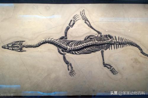 水中最强恐龙排行榜(地球上存在过的五大海洋恐龙)插图4