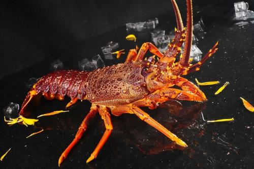全球10大名贵海鱼排行榜(世界上顶级海鱼)插图8