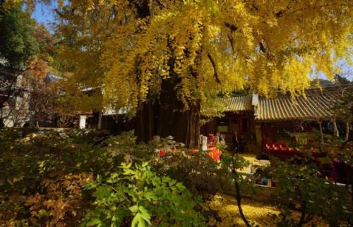 中国十大名树排行榜(国内最古老的十棵树)插图6