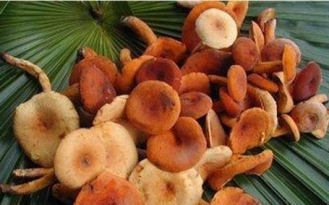前十名中最美味的蘑菇排行榜(最好吃的10种野生菌)