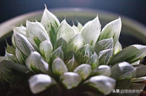 十大最贵的多肉排行榜(世界十大名贵多肉植物)插图
