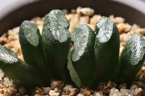 十大最贵的多肉排行榜(世界十大名贵多肉植物)插图1