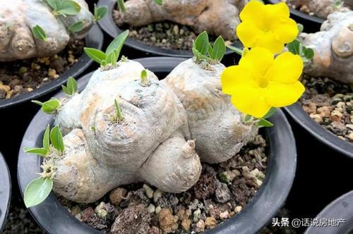 十大最贵的多肉排行榜(世界十大名贵多肉植物)插图2