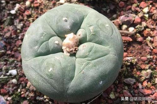 十大最贵的多肉排行榜(世界十大名贵多肉植物)插图3