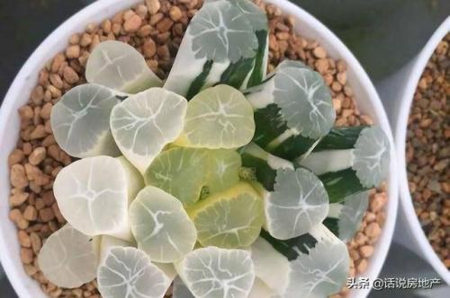 十大最贵的多肉排行榜(世界十大名贵多肉植物)插图4