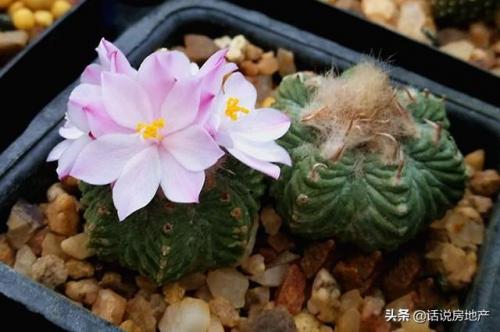 十大最贵的多肉排行榜(世界十大名贵多肉植物)插图5