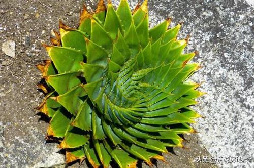 十大最贵的多肉排行榜(世界十大名贵多肉植物)插图6