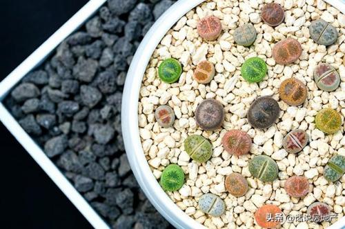 十大最贵的多肉排行榜(世界十大名贵多肉植物)插图8