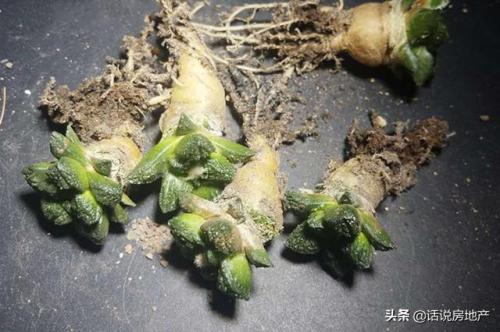 十大最贵的多肉排行榜(世界十大名贵多肉植物)插图7