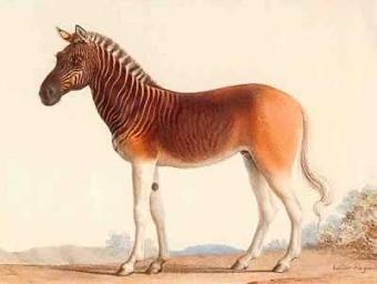 地球远古十大灭绝动物排行榜(10大已灭绝的巨型古生物)插图1