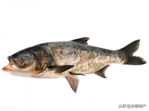 安徽十大特产排行榜(安徽十大湖鲜特产)插图2