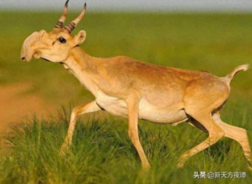 动物界最强的怪兽排名前十(12生肖怪兽排名)插图1