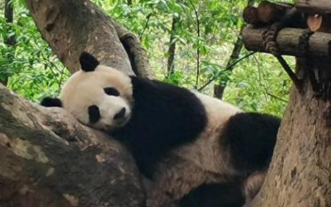山西省十大珍惜动物排行榜(山西独有的动物)