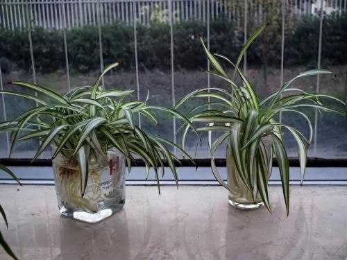 水培植物批发排名前十(高档的水培植物)插图13