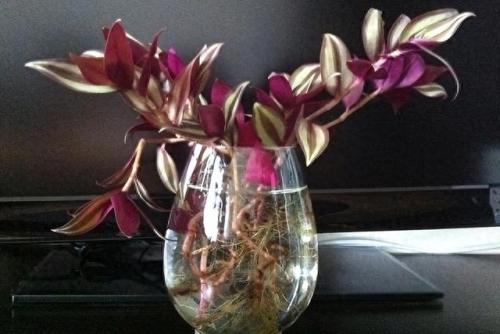 水培植物批发排名前十(高档的水培植物)插图19