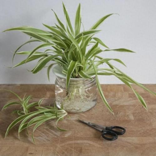 水培植物批发排名前十(高档的水培植物)插图11